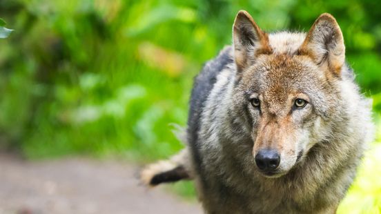 Province Keep dogs on a leash in nature reserves after