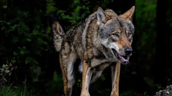 Province appoints wolf consultant and holds information evening