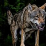 Province investigates use of paintball against wolves