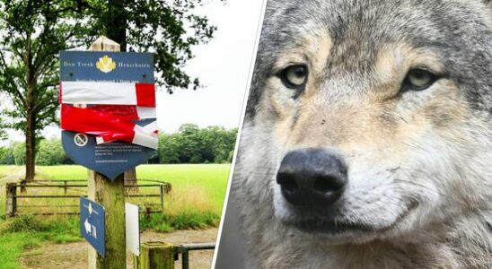 Questions about the wolf First a Nexit before you can