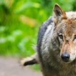 Scare away wolves with paintballs Experts are divided on the