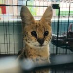 Serval Nala gets new home at Stichting AAP Cage ten