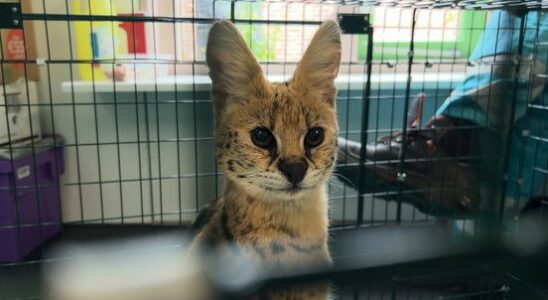 Serval Nala gets new home at Stichting AAP Cage ten