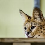 Serval escapes in Lexmond police warn Do not leave children
