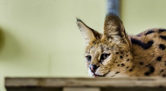 Serval escapes in Lexmond police warn Do not leave children