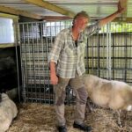 Shepherd Jan still has sick sheep after bluetongue vaccination
