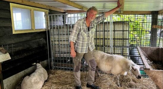 Shepherd Jan still has sick sheep after bluetongue vaccination