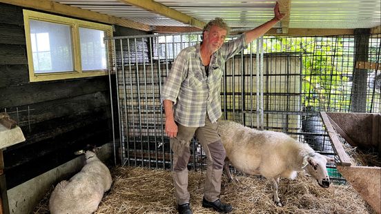 Shepherd Jan still has sick sheep after bluetongue vaccination
