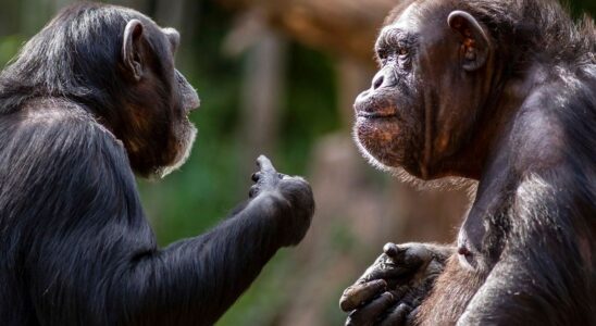 Study Finds Similarities Between Chimpanzee Communication and Human Conversations