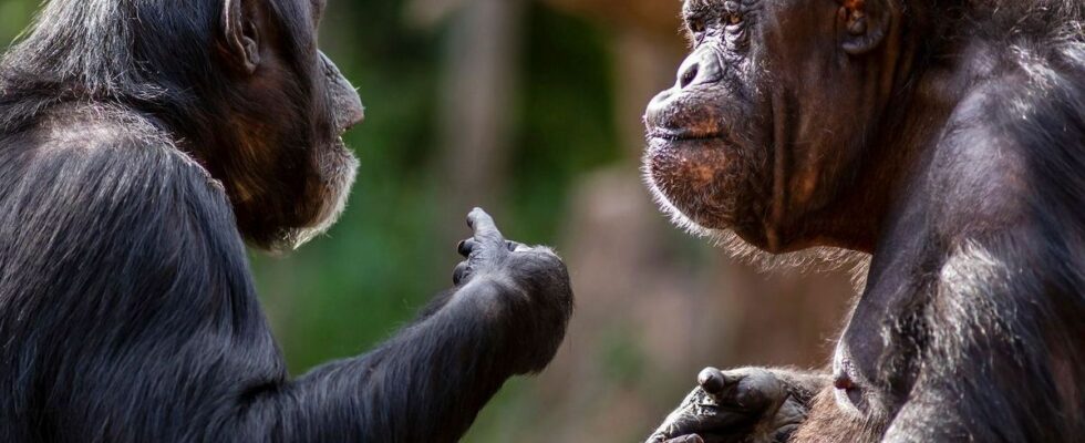 Study Finds Similarities Between Chimpanzee Communication and Human Conversations