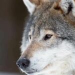 The Meaning and Origin of the Grey Wolf Sign