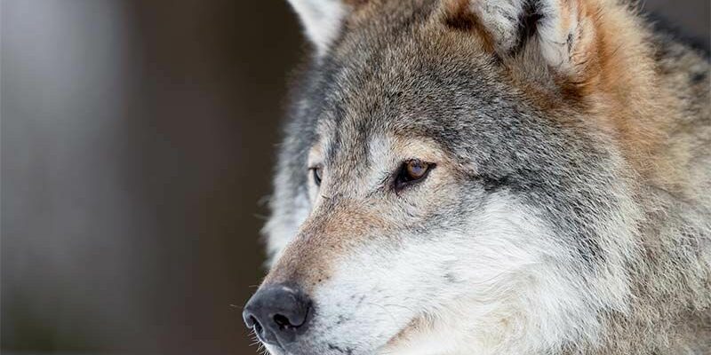 The Meaning and Origin of the Grey Wolf Sign