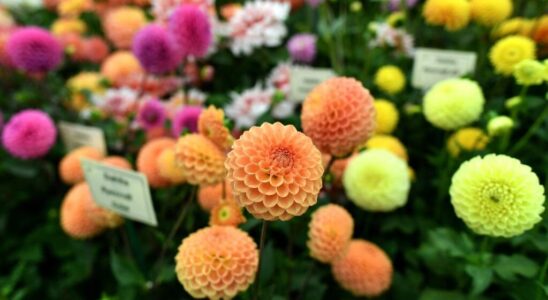 The Olympic dahlia the official flower of the Games brightens