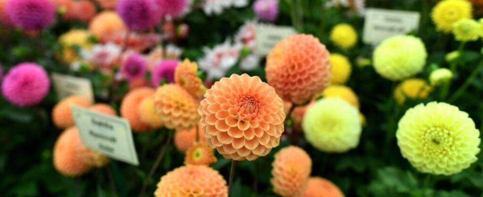 The Olympic dahlia the official flower of the Games brightens