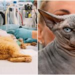 The cat breeds the vet advises against cost the