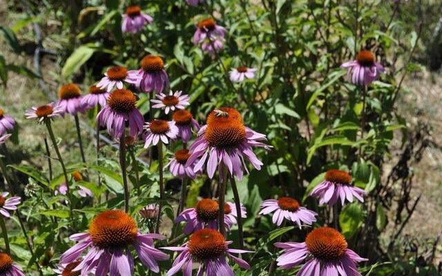 They lie down on thousands of bees and wake up