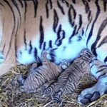 Tiger cubs born on Nordens Ark A bit unusual