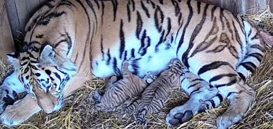 Tiger cubs born on Nordens Ark A bit unusual