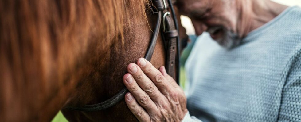 What if horses could help people with Alzheimers disease