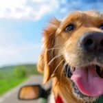 What to do when traveling by car with your pet