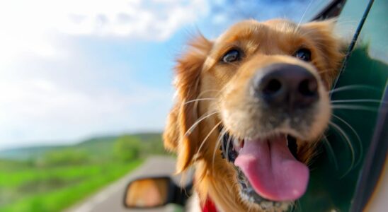 What to do when traveling by car with your pet