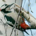 Woodpecker pairs may be hunted after costly injuries