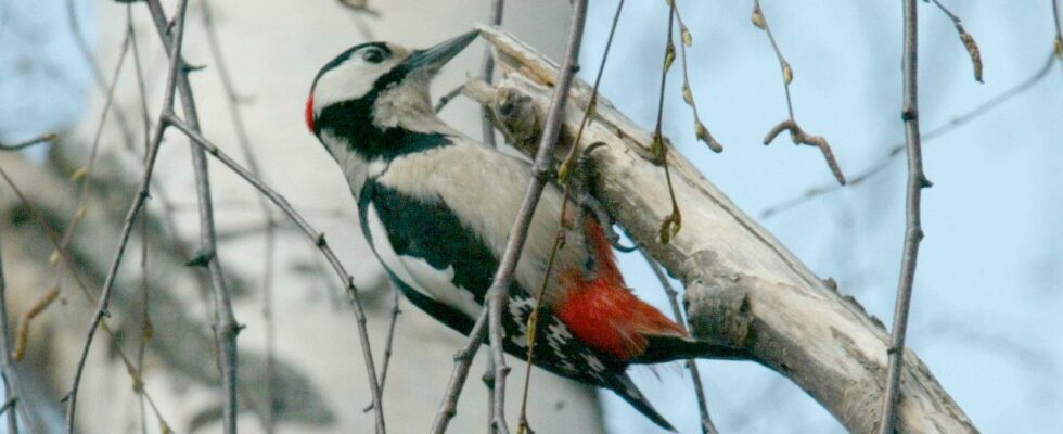 Woodpecker pairs may be hunted after costly injuries
