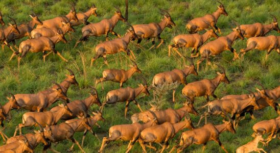 Worlds largest animal migration discovered in South Sudan