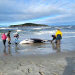 Worlds rarest and most mysterious whale found washed up on