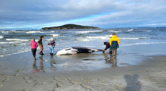 Worlds rarest and most mysterious whale found washed up on