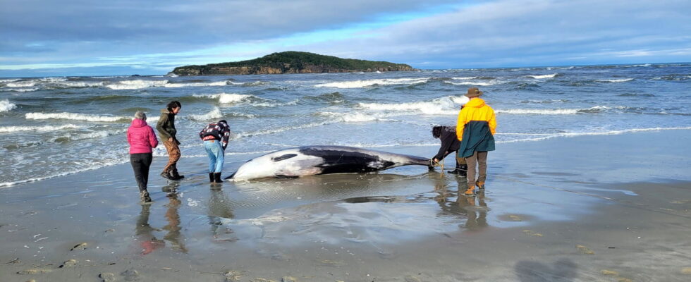 Worlds rarest and most mysterious whale found washed up on
