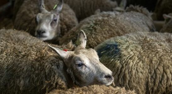 Bluetongue disease progression appears milder after vaccination round