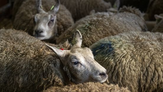 Bluetongue disease progression appears milder after vaccination round