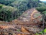 Deforestation in the Amazon almost halved in one year