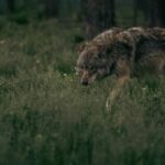 Dog bitten by wolf in Zeist after all