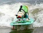 Dogs competed for the surfing world championship watch the