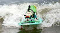Dogs competed for the surfing world championship watch the