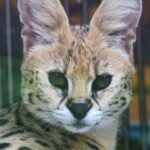 Escaped serval Nala is doing well Playing with cardboard boxes