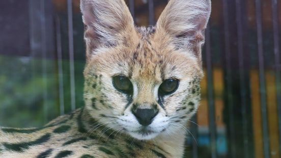 Escaped serval Nala is doing well Playing with cardboard