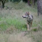 Experts do not shoot wolf but transmitter the animal province