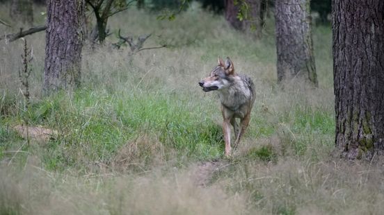 Experts do not shoot wolf but transmitter the animal province