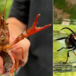 From crayfish to hornets these exotic species are causing problems