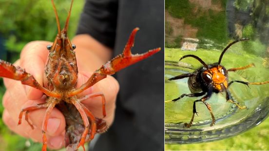 From crayfish to hornets these exotic species are causing problems