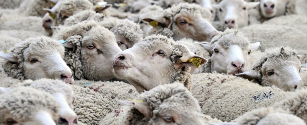 How disease tightens its grip on French herds – LExpress