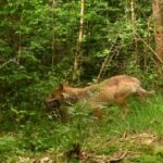 Incident between wolf and dog in Zeist