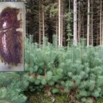 Killer beetle strikes again many trees cut down in Soest