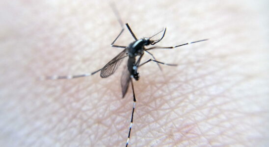 Mosquito borne virus detected in southern France three cases already reported