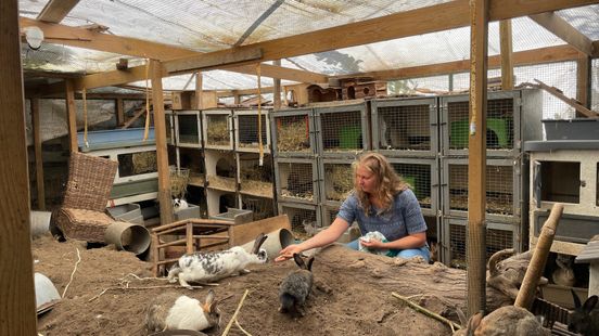 One hundred rabbits are looking for a new hutch otherwise