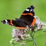 Only 1 province has fewer butterflies than Utrecht