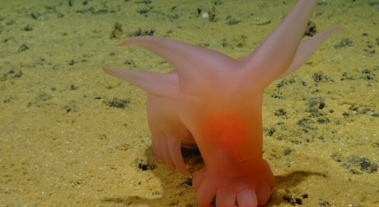 Pink porpoise found in the deep youll be puffed